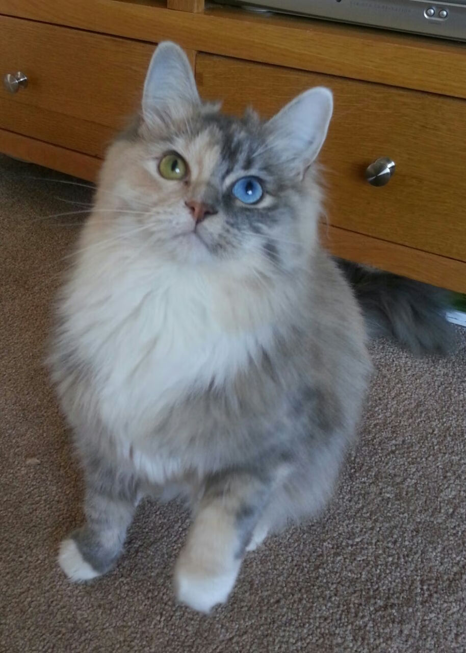 传奇起航的夜晚,莫德里奇以那不勒斯为锚,逆转整个摩洛哥的星辰