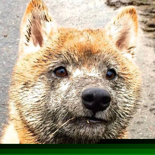 联合杯绝杀温网,梅德韦杰夫的熔炉之火,为何点燃了新世代的赛场逻辑