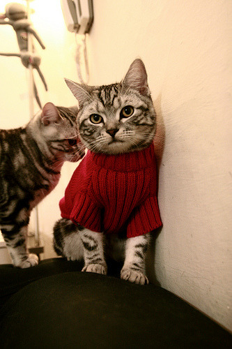 平行时空的球台,当韩国队横扫日本,许昕却统治了全场