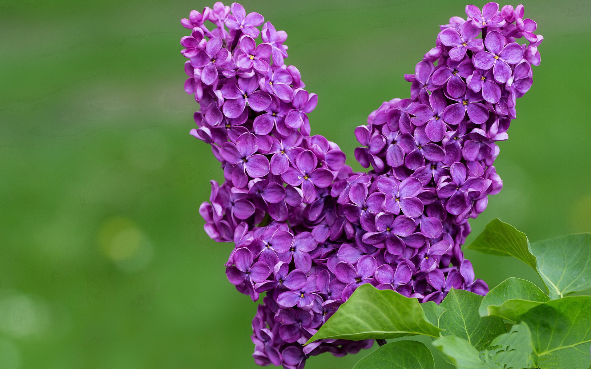 黄鸭奇兵,法国羽球黑马绝杀马来西亚,幽默组合引爆赛场