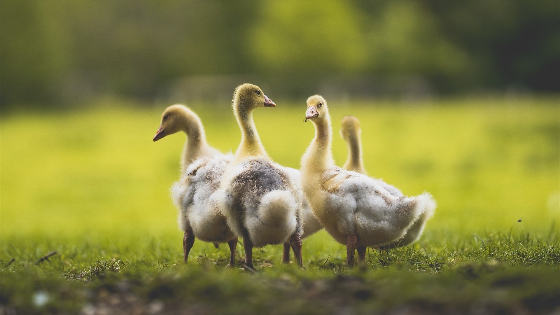 魔术力克湖人,字母哥上演大洛佩兹消失术