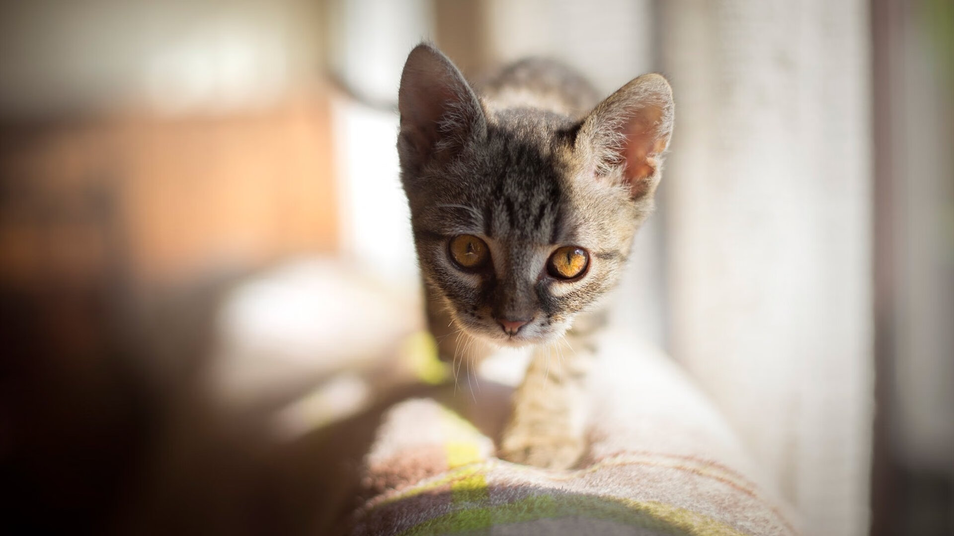 当金球奖赛道杀入新快车，德布劳内的无声宣言与一个时代的裂痕