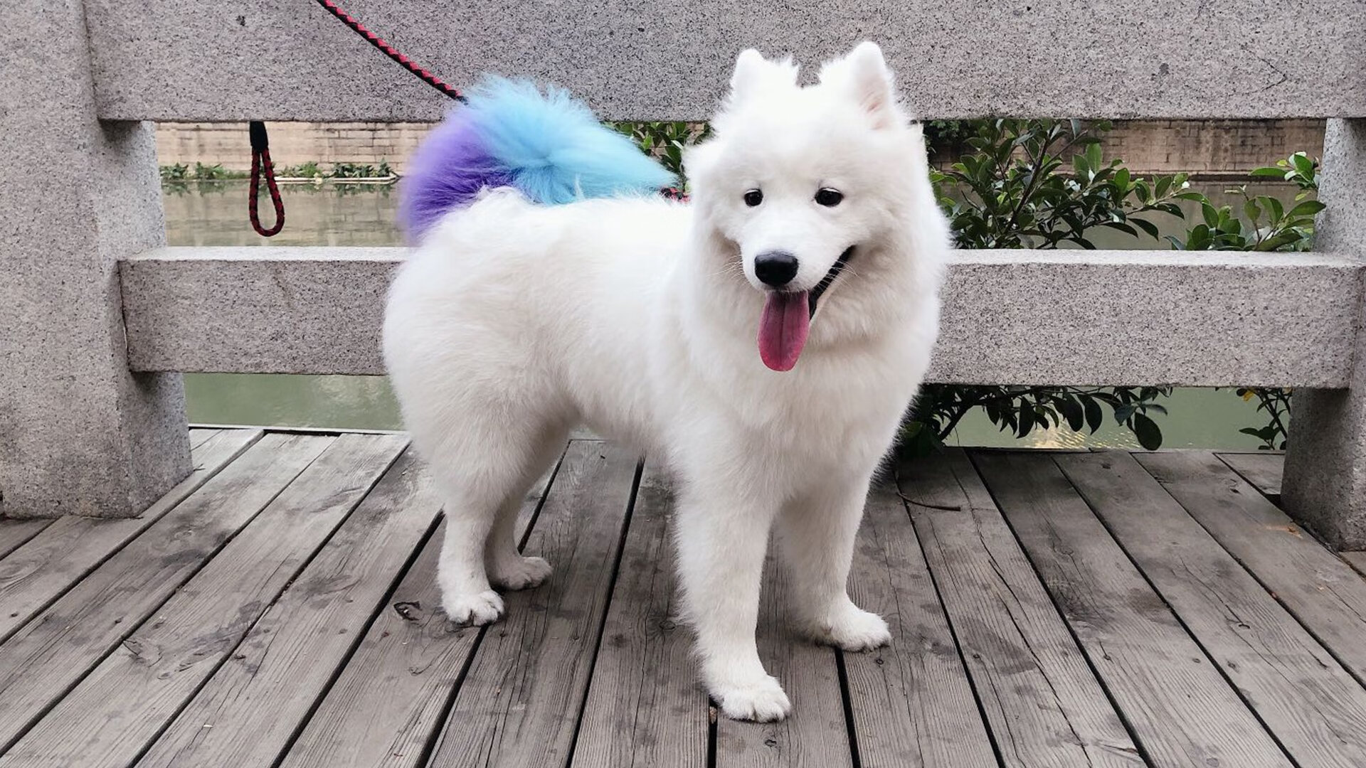 双重胜利,日本队的团体荣耀与桃田贤斗的个人突破