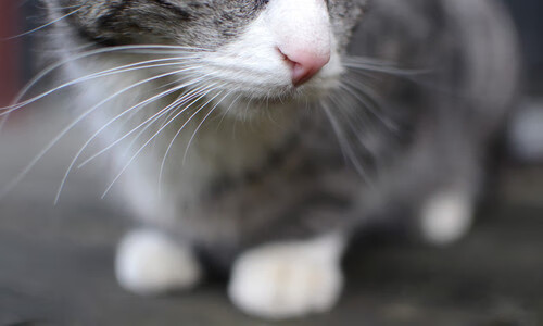 红魔火力席卷首尔,努涅斯獠牙初现锋芒