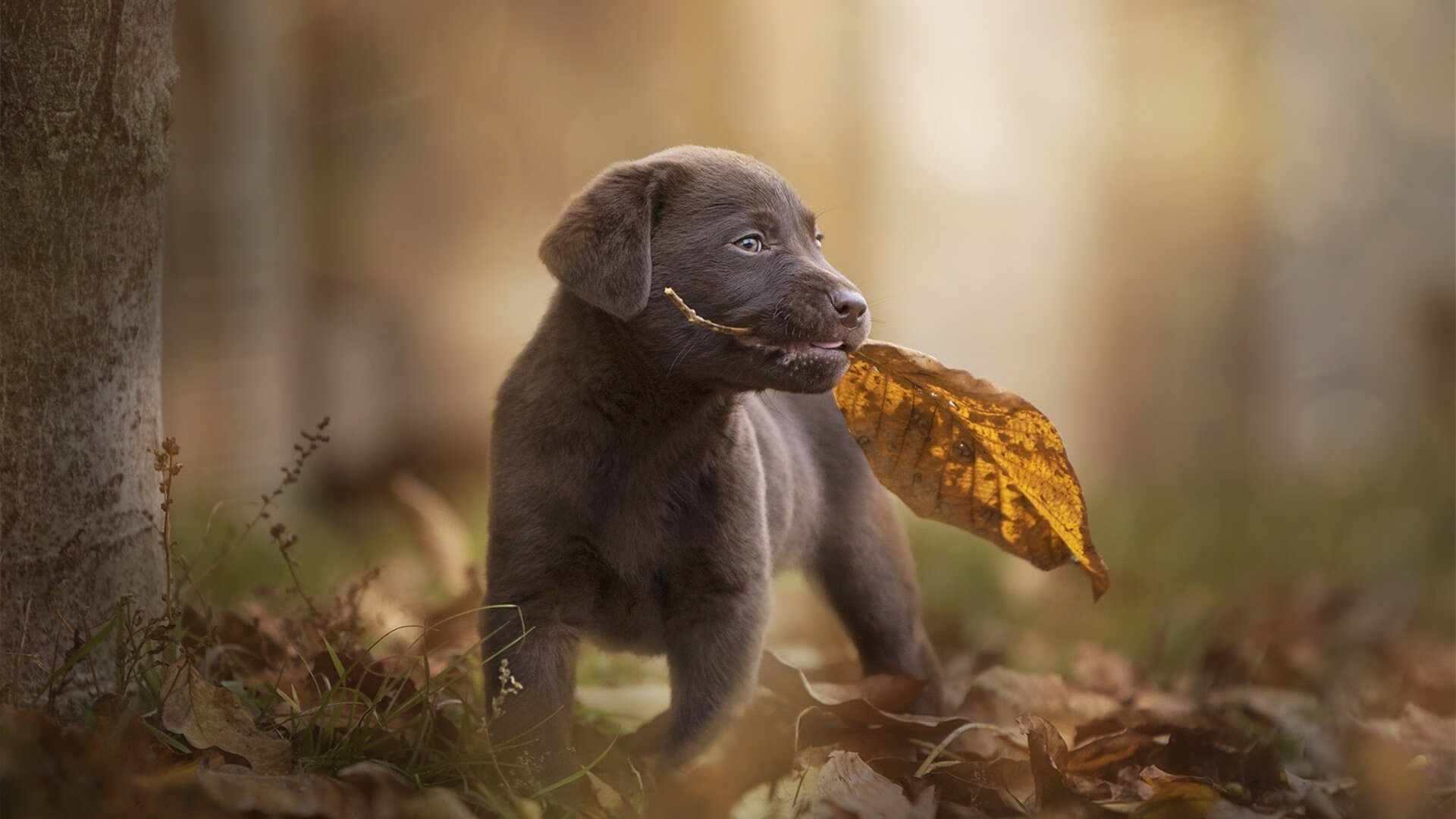 NBA季后赛之夜,伊朗篮球联赛的枪声,一场在地球另一端响起的体育回音
