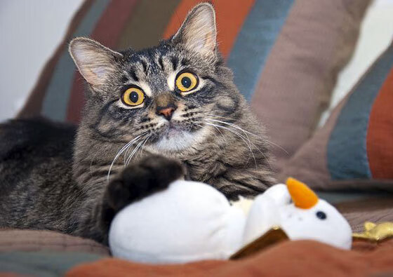 从马德里到伦敦，卡马文加的魔法让巴萨在斯坦福桥完胜切尔西