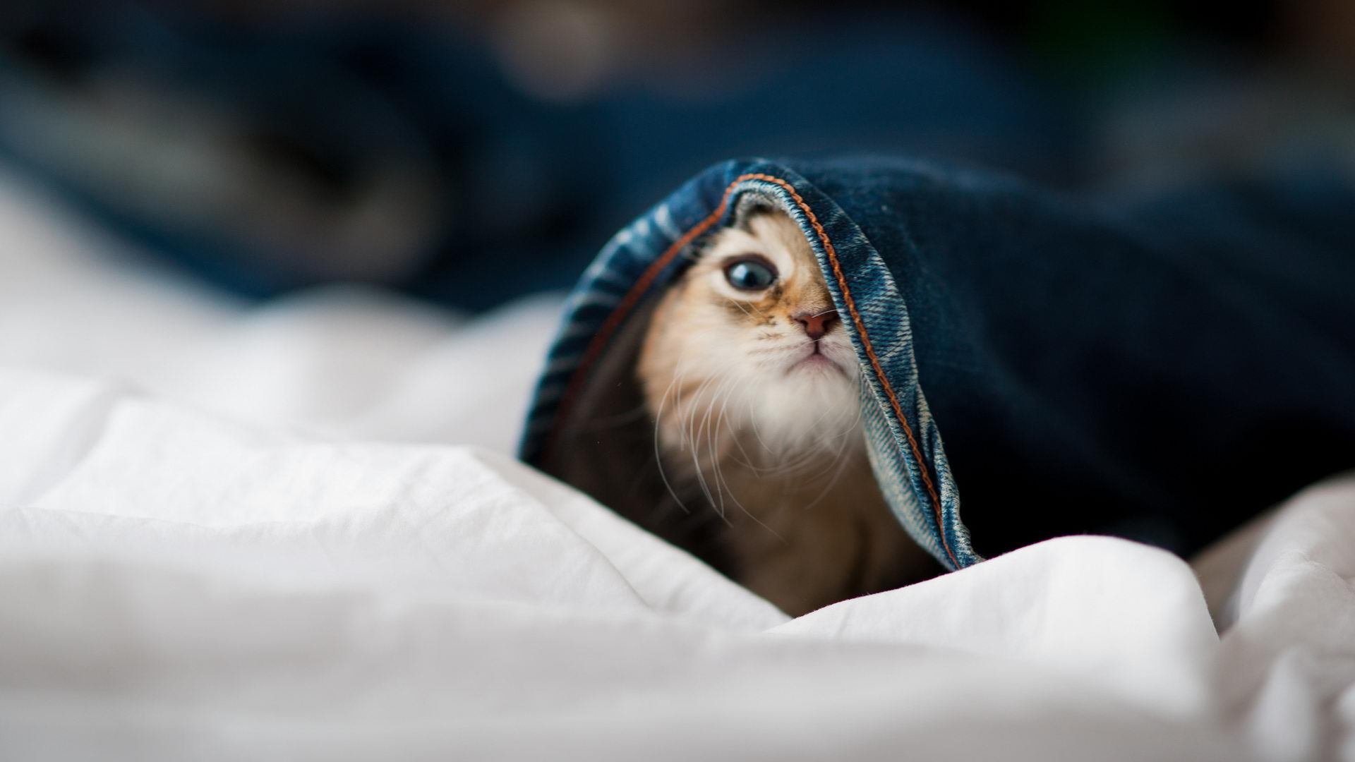 双管齐下,乔治神兵天降,上海队六人上双狂胜吉林