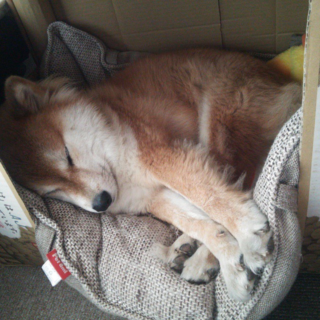 欧冠之夜的法国双星,雷恩强势晋级,本泽马闪耀回归