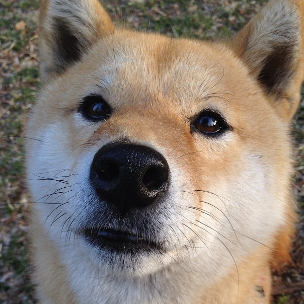 雷霆狂胜爵士之夜，米切尔预演2026世界杯接管模式
