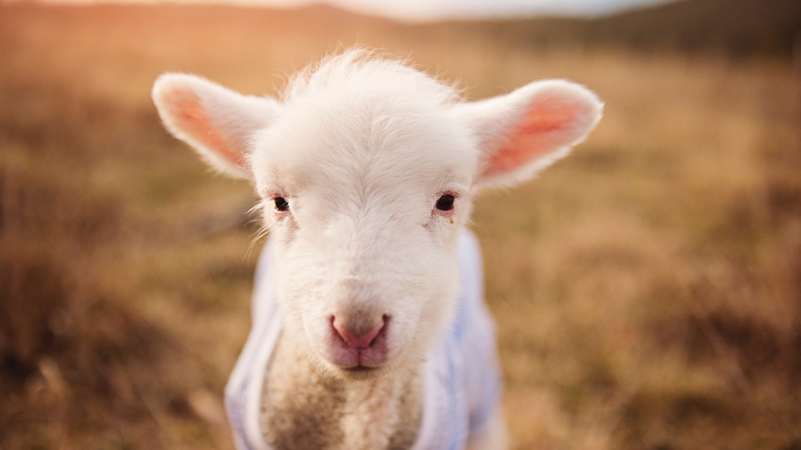 库尔图瓦天神下凡，卡塔尔新贵逆转黄色潜水艇