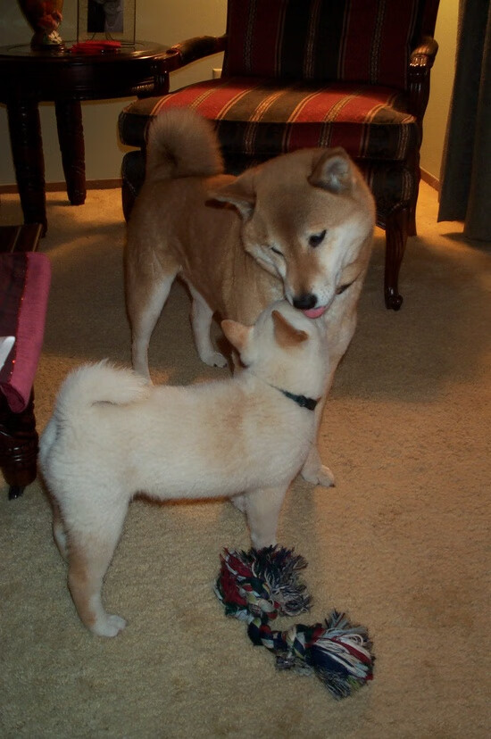 萨诺戈计划，一场跨越大陆的友谊赛如何点燃了基米希的临时指挥官时刻