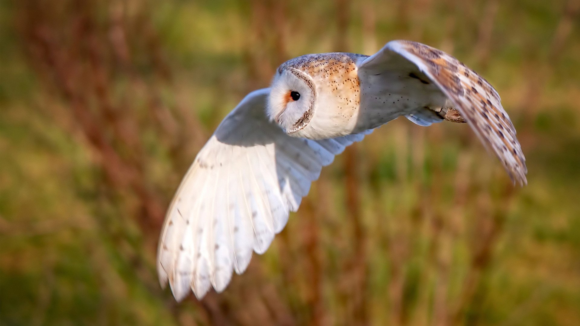 当曼城蓝月降临尼斯海岸线,C罗在F1沙盘边缘接管方向盘