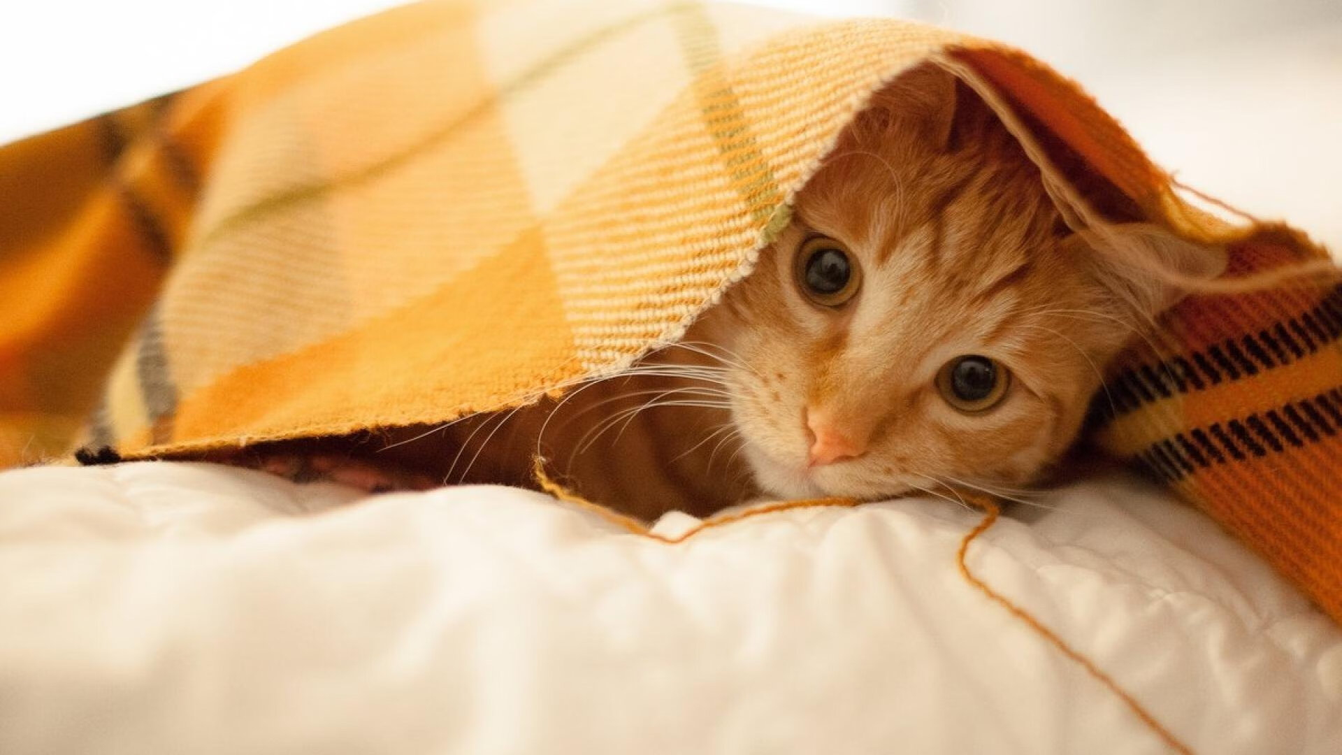 暗夜降临,英雄传说,凯塞多连续得分的狂想曲与埃及的峡谷回响