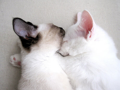 寒地淬钢刃，吉林末节逆袭，塔图姆如何于冰封时刻点燃胜局？