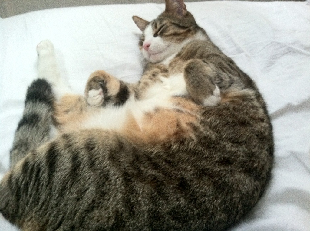 黄蜂逆袭之夜，米切尔在压力熔炉中锻造30分奇迹