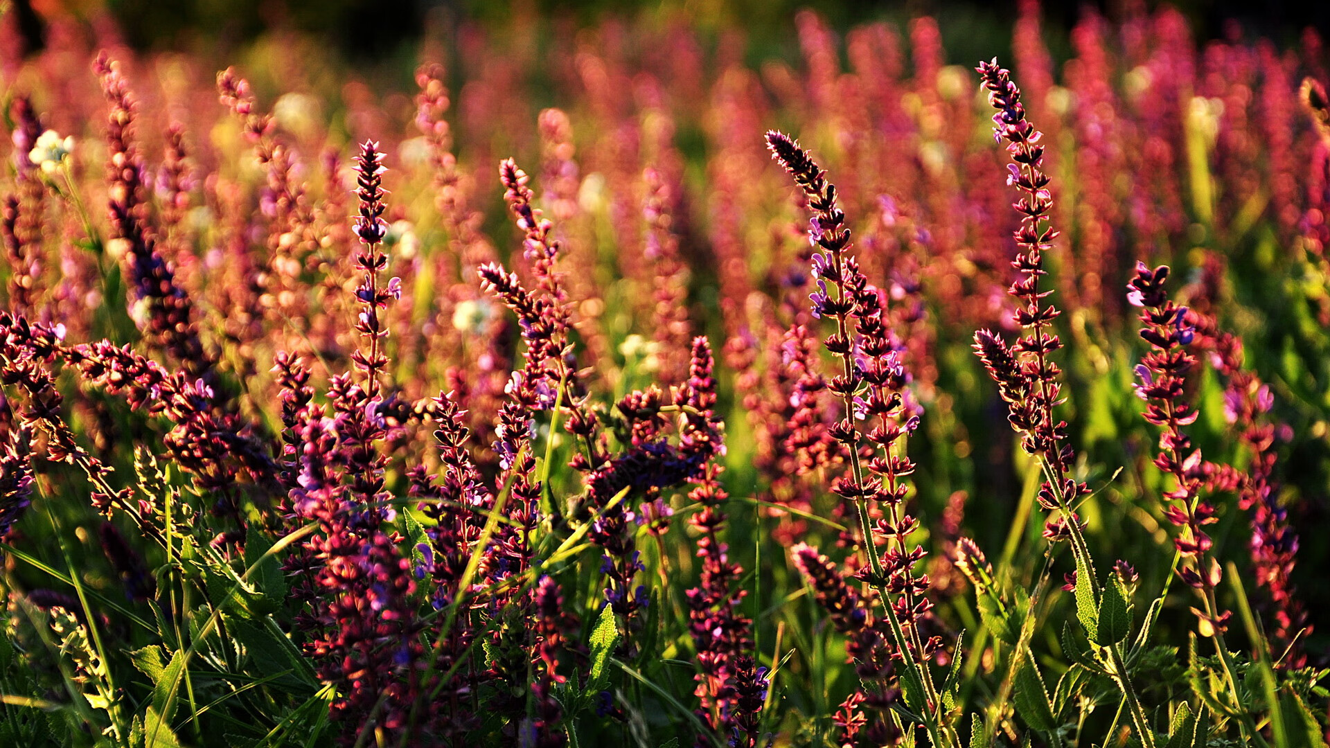 范弗利特三分雨淹没东北虎！76人表演赛淘汰吉林，他用9记三分写下跨洲际统治力