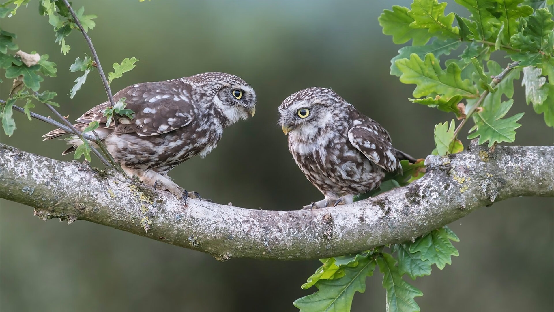 奥林匹斯山最后一盏灯，利拉德，为何偏偏是他成为抢七夜唯一的神？