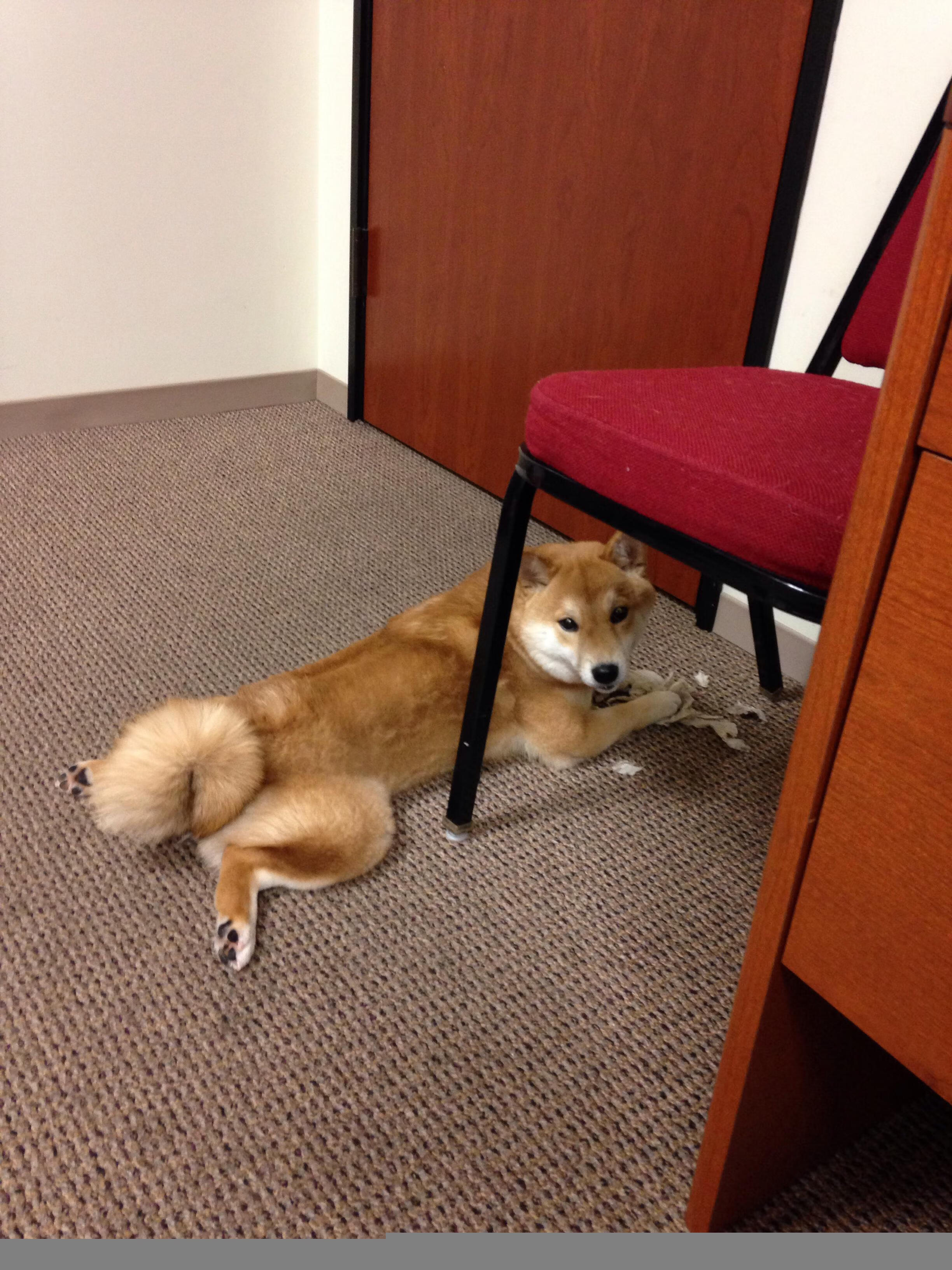 末节之王京多安，阿尔及利亚逆袭西班牙的奇迹之夜