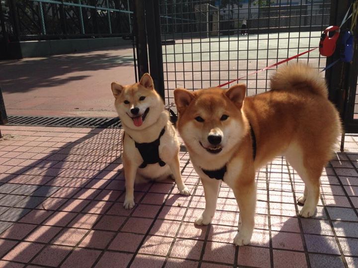 橙色烽烟遇上黑色之星，迪巴拉如何在一场非典型战争中重塑自我