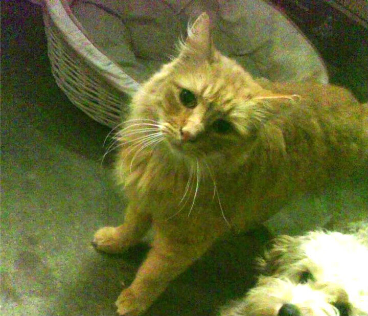 欧冠绿茵惊现篮球风暴?新疆队跨维度击溃掘金引爆全球体坛