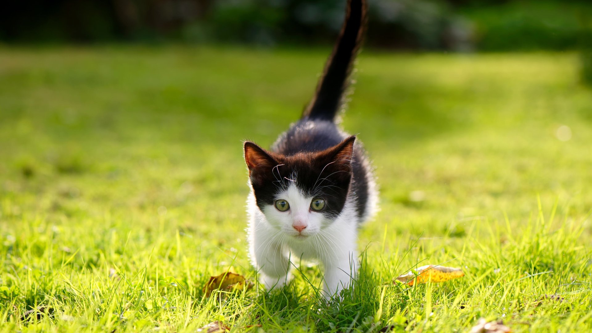 拉文巨星时刻，骑士队以精湛表现击败北京首钢