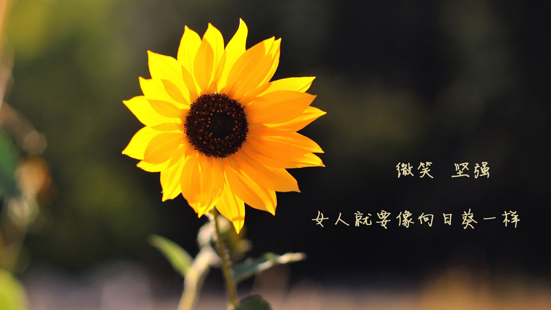 沙漠之狐踏碎波斯铁骑，穆西亚拉以天才之名，为摩洛哥凿开2026世界杯决赛之门